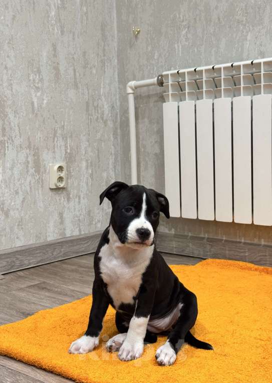 Собаки в Москве: ЩЕНКИ АМЕРИКАНСКОГО СТАФФОРДШИРСКОГО ТЕРЬЕРА ОТ ТИТУЛОВАННЫХ РОДИТЕЛЕЙ Девочка, 50 000 руб. - фото 3