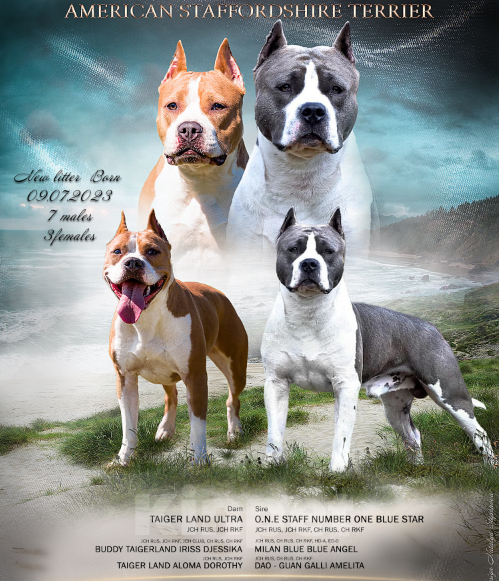 Собаки в Оренбурге: Щенки Стаффа Мальчик, 50 000 руб. - фото 5