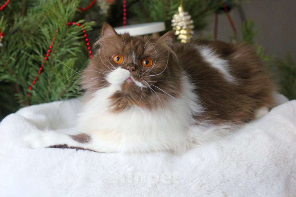 Кошки в Москве: Роскошная красавица британка Девочка, 15 000 руб. - фото 3