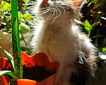 Кошки в Уфе: Котенок мальчик в добрые руки Мальчик, Бесплатно - фото 6