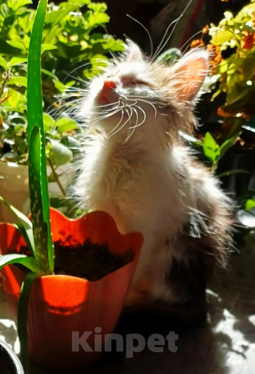 Кошки в Уфе: Котенок мальчик в добрые руки Мальчик, Бесплатно - фото 6