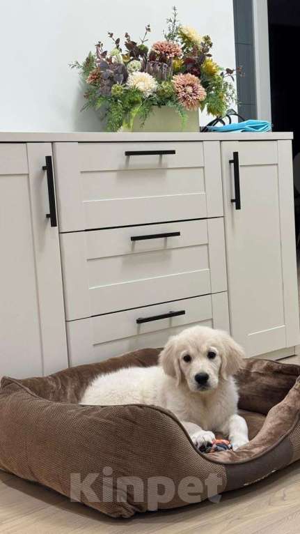 Собаки в Ярославле: Щенок Золотистого Ретривера Девочка, 90 000 руб. - фото 2