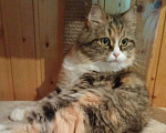 Кошки в Подольске: Кошка Даша  Девочка, Бесплатно - фото 1