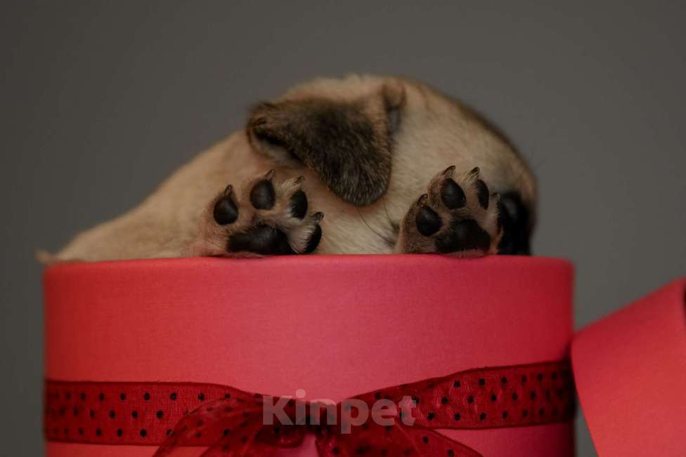 Собаки в Брянске: Питомник Академи оф Лайф предлагает чудесных щенков мопса от шикарной титулованной пары Девочка, 65 000 руб. - фото 2