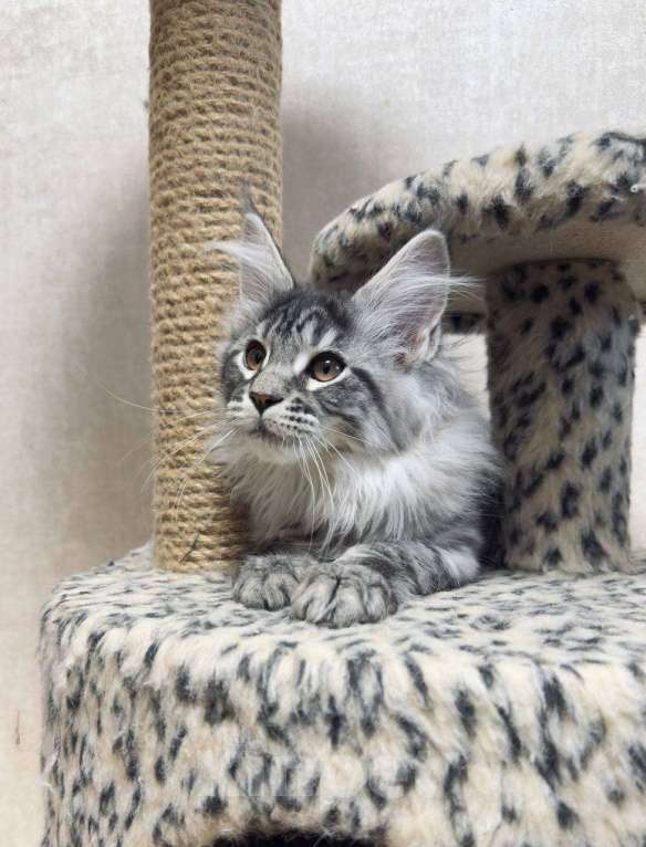 Кошки в Москве: Crystal Diamond  Девочка, 65 000 руб. - фото 1