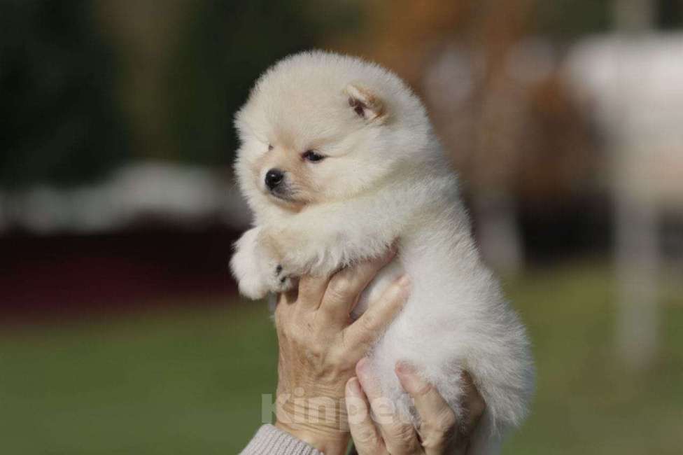 Собаки в Москве: Померанский шпиц, девочка Девочка, Бесплатно - фото 5