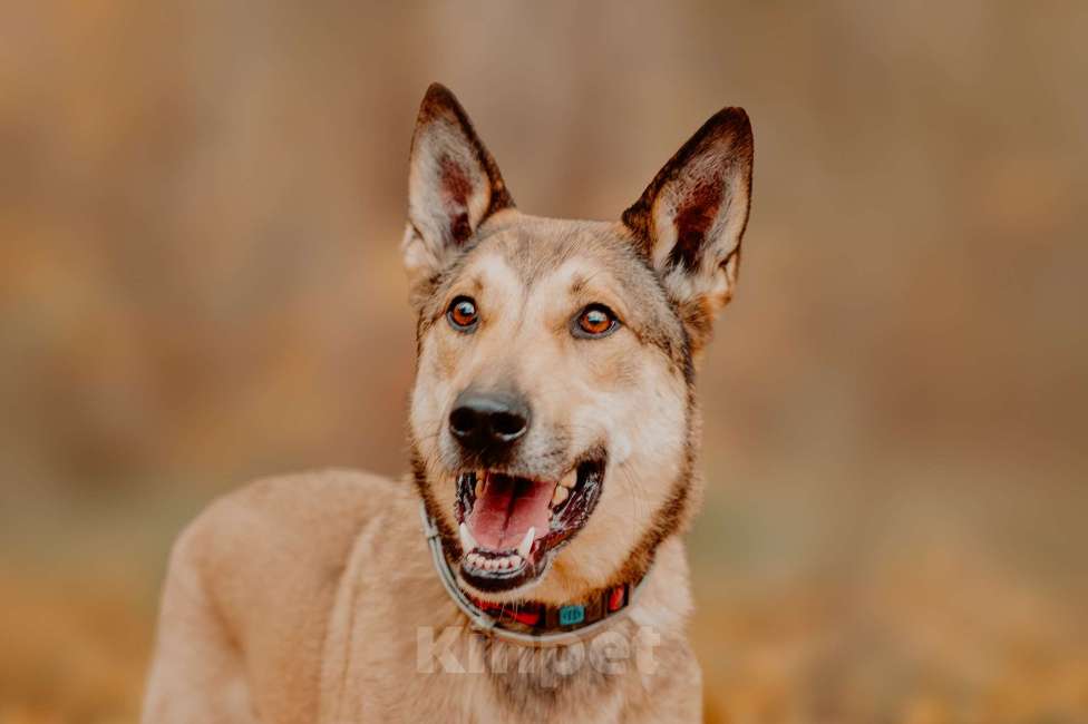 Собаки в Москве: Платон — собака, чья любовь стоит доверия Мальчик, Бесплатно - фото 2