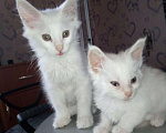 Кошки в Александровске-Сахалинском: Детки Мейн кун, 8 000 руб. - фото 6