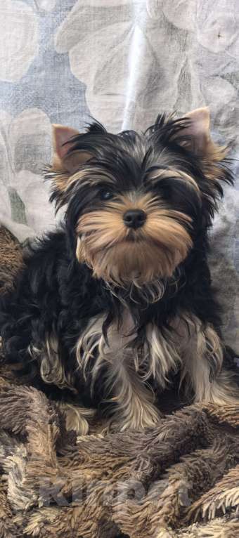 Собаки в других городах Московской области: Девочка йоркширский терьер  Девочка, 60 000 руб. - фото 2