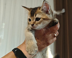 Кошки в Севастополе: Котеночек скоттиш страйт тиккированый окрас Мальчик, 15 000 руб. - фото 2