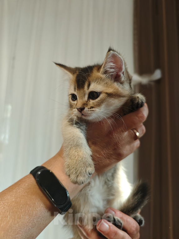 Кошки в Севастополе: Котеночек скоттиш страйт тиккированый окрас Мальчик, 15 000 руб. - фото 2