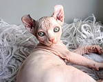 Кошки в других городах Башкортостана: Котёнок эльф с документами Девочка, 35 000 руб. - фото 3