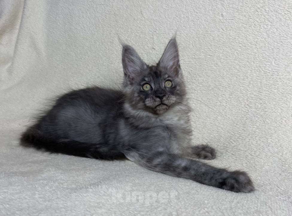 Кошки в Дмитрове: Черный дымчатый мальчик мейн кун Veles Мальчик, 60 000 руб. - фото 4