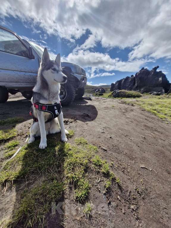 Собаки в Вилючинске: Отдам Девочка, Бесплатно - фото 2