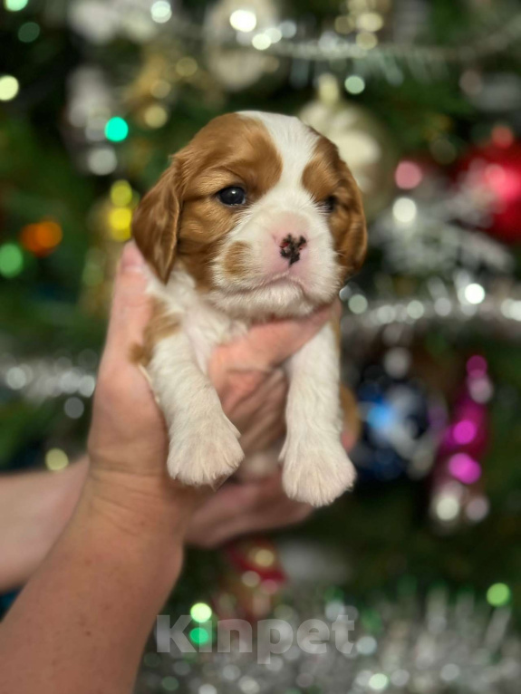 Собаки в Владимире: Щенки Кавалер Кинг Чарльз Спаниеля РКФ Мальчик, 90 000 руб. - фото 2