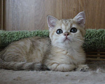 Кошки в Клине: Золотая девочка Holly Девочка, 25 000 руб. - фото 1