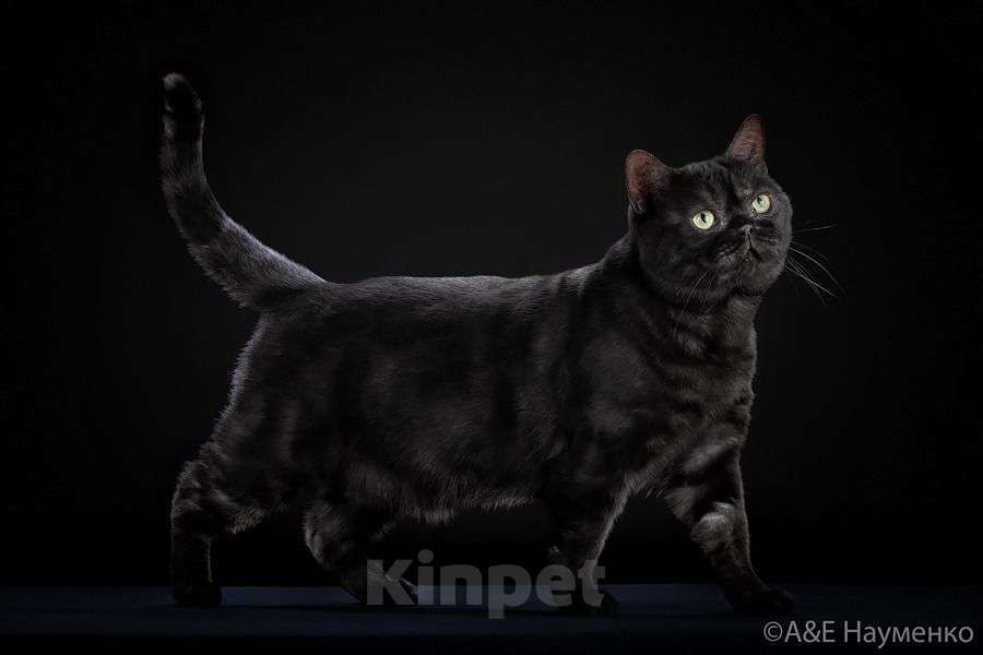 Кошки в Москве: Американский короткошерстный кот, импорт США Мальчик, Бесплатно - фото 1