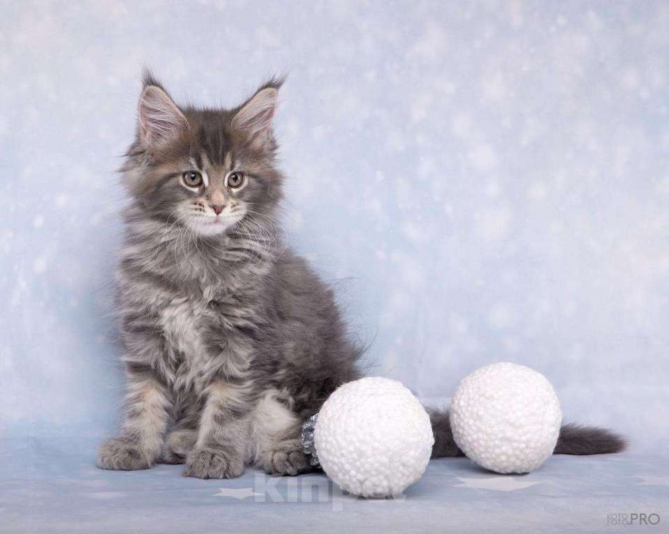 Кошки в Новосибирске: Голубая красавица Девочка, 40 000 руб. - фото 1