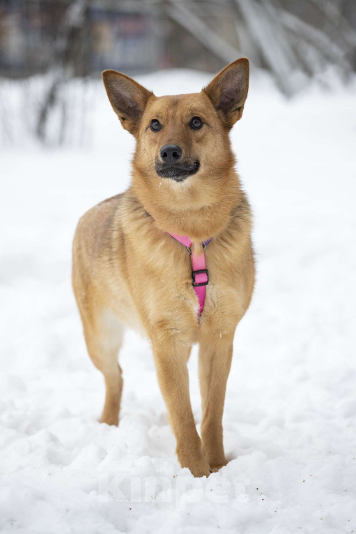 Собаки в Москве: Яркое солнышко Арика в поисках дома Девочка, Бесплатно - фото 2