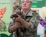 Кошки в других городах Ярославской области: Мейн кун котята Мальчик, Бесплатно - фото 2