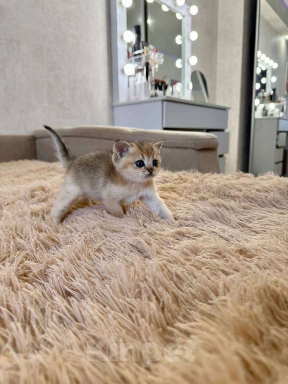 Кошки в Самаре: Шотландские котята (золотая шиншилла) Разнополые, 25 000 руб. - фото 4