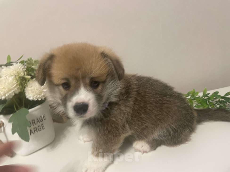 Собаки в Новосибирске: Будущий интерчемпион, мальчик Вельш корги Пемброк Мальчик, Бесплатно - фото 4