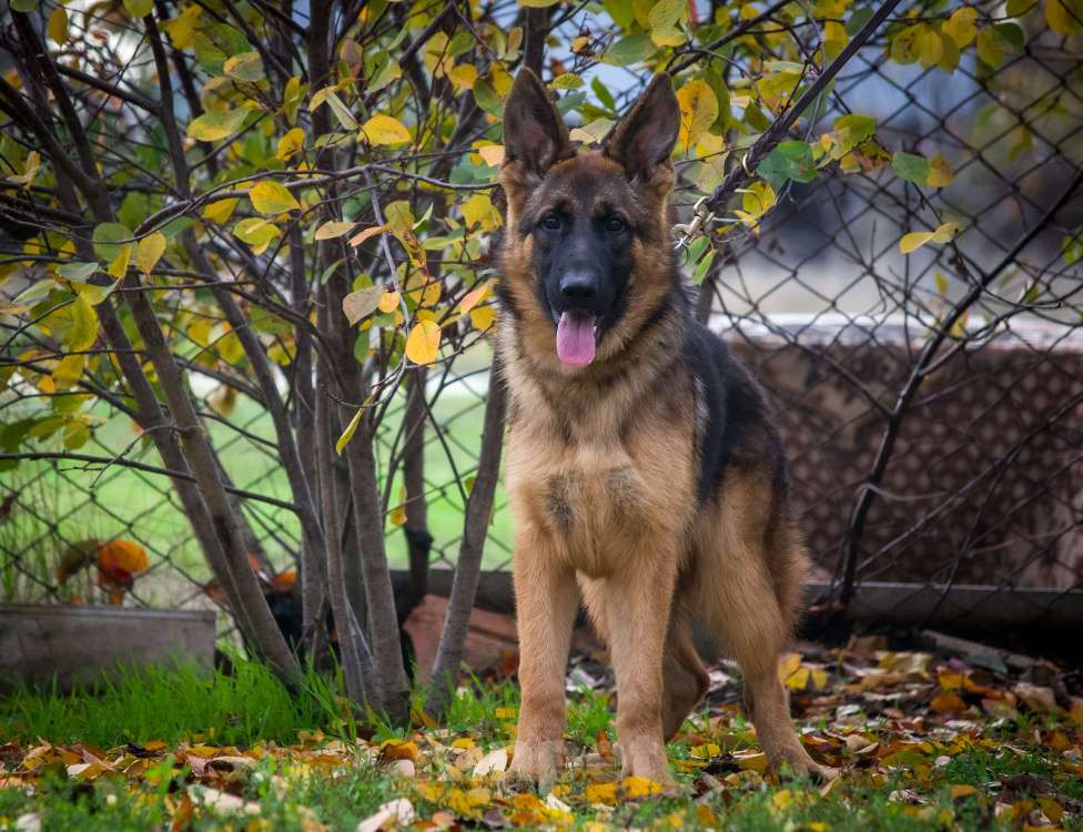 Собаки в Ейске: В продаже эксклюзивно Зонарный подросток  Мальчик, 35 000 руб. - фото 4