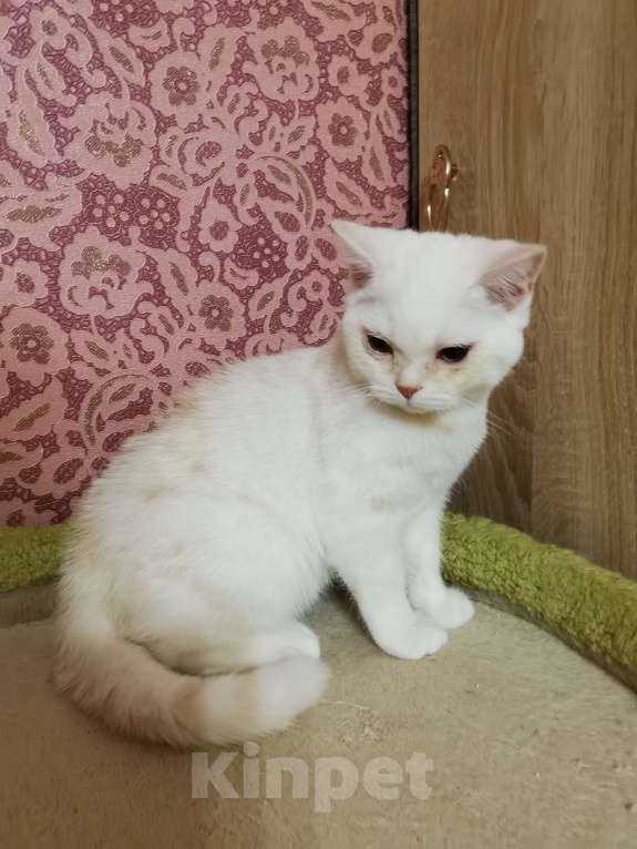 Кошки в Москве: Шотландские котята  Мальчик, 10 000 руб. - фото 2