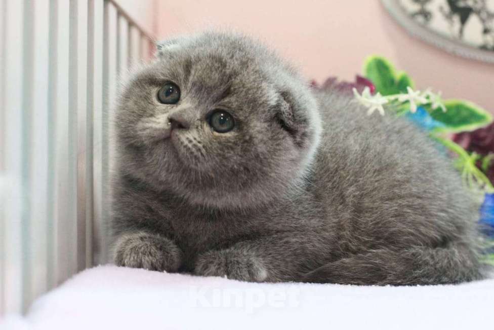 Кошки в Москве: Шотланская девочка с документами  Девочка, 20 000 руб. - фото 2