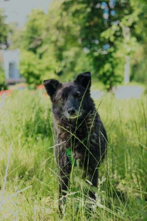 Собаки в Москве: Мик Мальчик, Бесплатно - фото 3