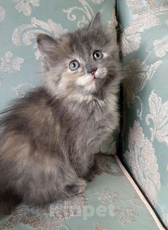 Кошки в Екатеринбурге: Котята домашние Екатеринбург Разнополые, 5 000 руб. - фото 6