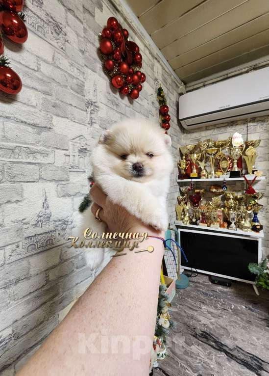 Собаки в Москве: Мини девочка померанского шпица крошка на ладошку Девочка, Бесплатно - фото 2