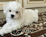 Собаки в Краснодаре: Бишон фризе Мальчик, 24 700 руб. - фото 1
