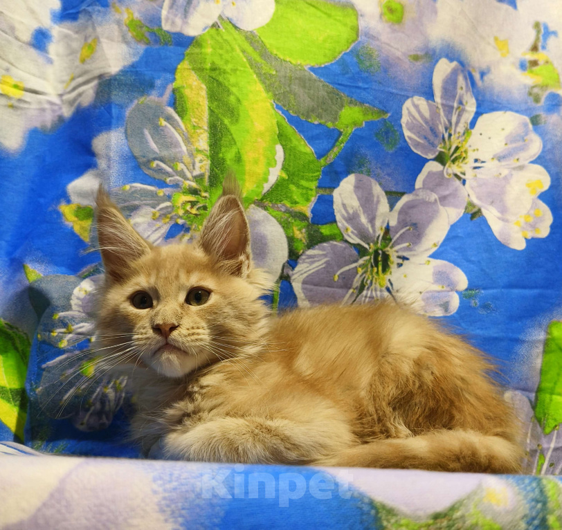 Кошки в Москве: Мейн-Кун Мальчик Мальчик, 70 000 руб. - фото 3