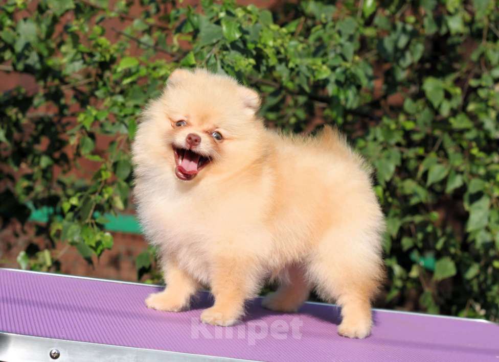 Собаки в Москве: Щенки померанского и малого шпица Девочка, Бесплатно - фото 4