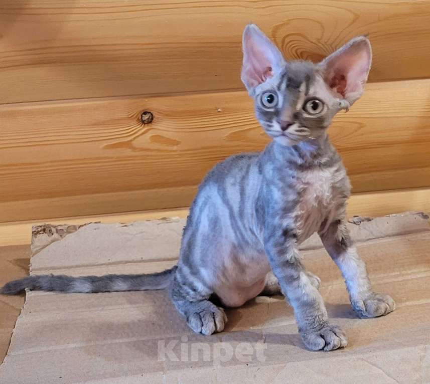 Кошки в Москве: Котенок девон-рекс мальчик Мальчик, 60 000 руб. - фото 1