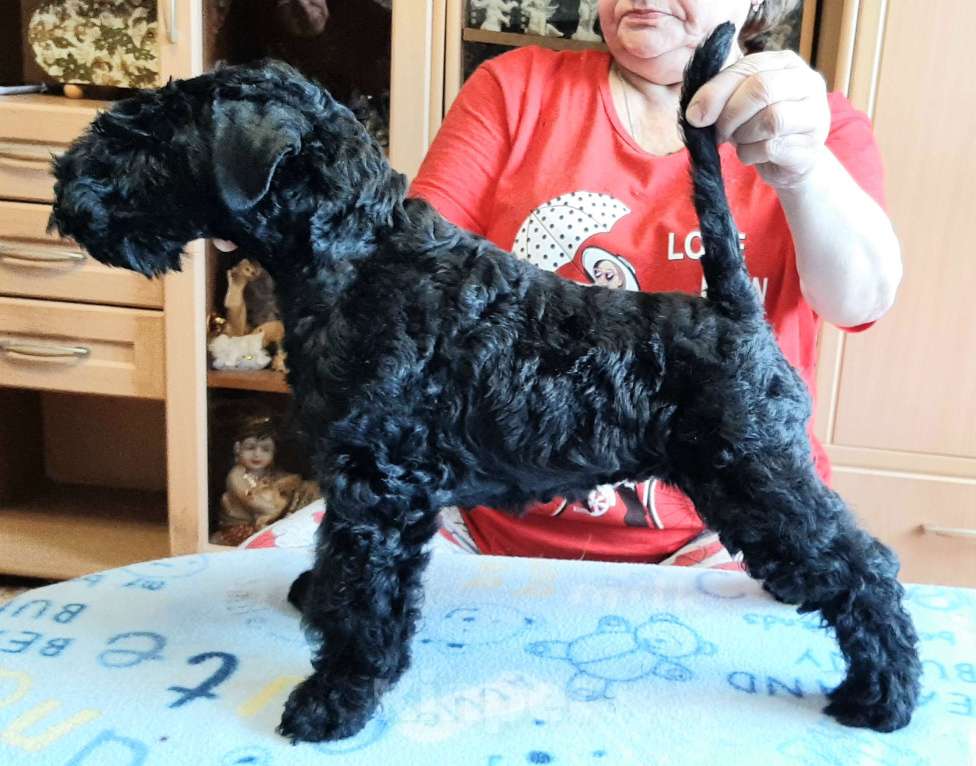 Собаки в Перми: Щенок мальчик керри-блю-терьер Мальчик, 50 000 руб. - фото 3