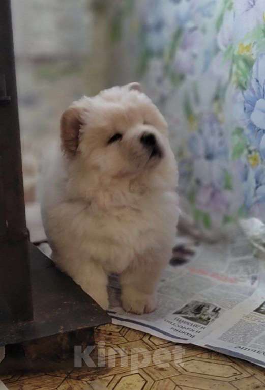 Собаки в Тюмени: Чау девочка Девочка, Бесплатно - фото 1