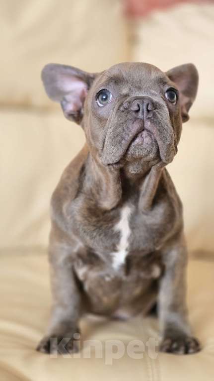 Собаки в Краснодаре: Французские булочки Мальчик, 50 000 руб. - фото 5