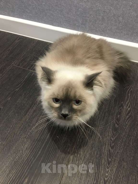 Кошки в Тюмени: Срочно Отдам кота бесплатно в связи с переезом Мальчик, Бесплатно - фото 3