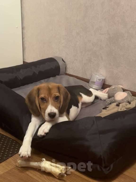 Собаки в Москве: Бигль девочка  Девочка, 10 000 руб. - фото 2