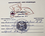 Собаки в Севастополе: SKALA APBT Вязка Мальчик, 100 000 руб. - фото 4