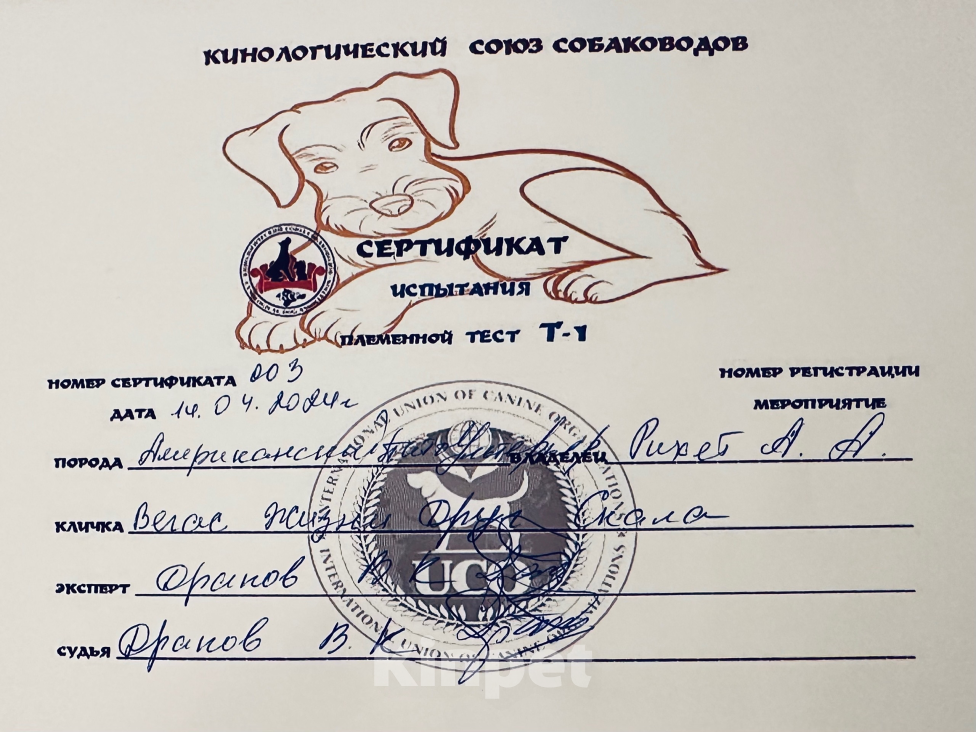 Собаки в Севастополе: SKALA APBT Вязка Мальчик, 100 000 руб. - фото 4