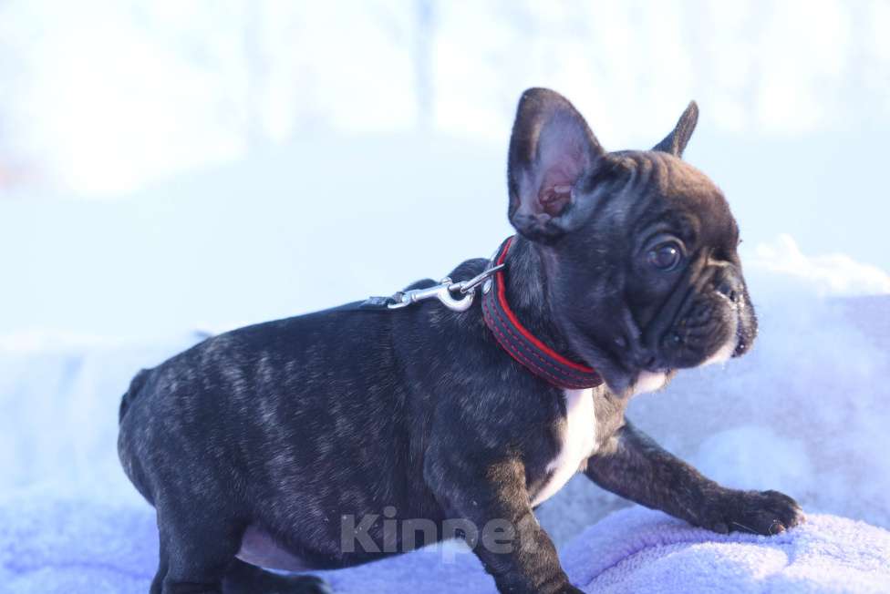 Собаки в Москве: Тигровая француженка Девочка, 40 000 руб. - фото 7