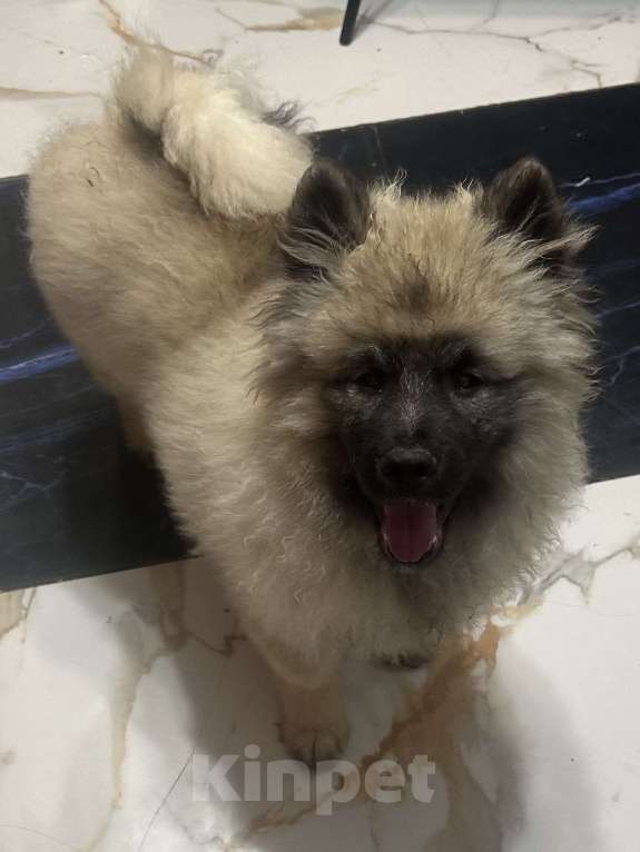 Собаки в Москве: Джоув Божественный Из Воронцовского Дворца  Мальчик, 50 000 руб. - фото 7