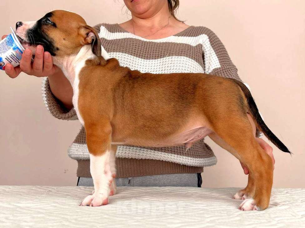 Собаки в Москве: Красивый парень амстаффа  Мальчик, 90 000 руб. - фото 5