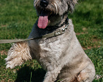 Собаки в Химках: Игривый пес Мальчик, Бесплатно - фото 1