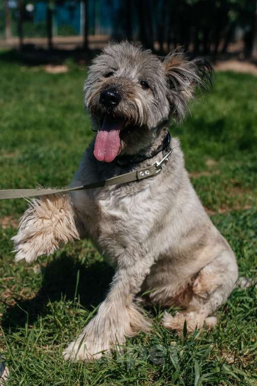Собаки в Химках: Игривый пес Мальчик, Бесплатно - фото 1