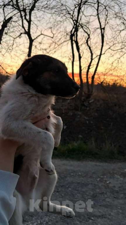 Собаки в Санкт-Петербурге: Симпатичный щенок мальчик ищет дом Мальчик, Бесплатно - фото 5