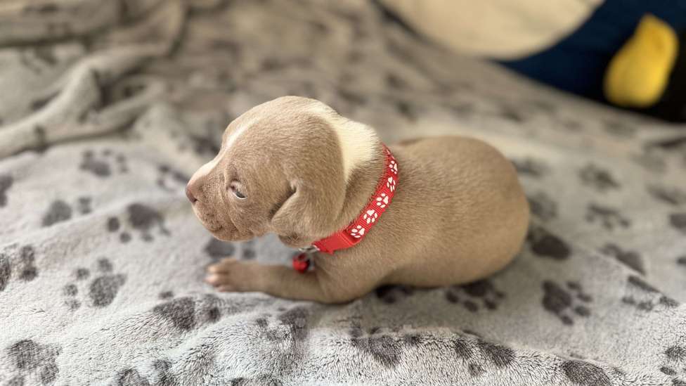 Собаки в Санкт-Петербурге: Малышка маленькая Девочка, 40 000 руб. - фото 9